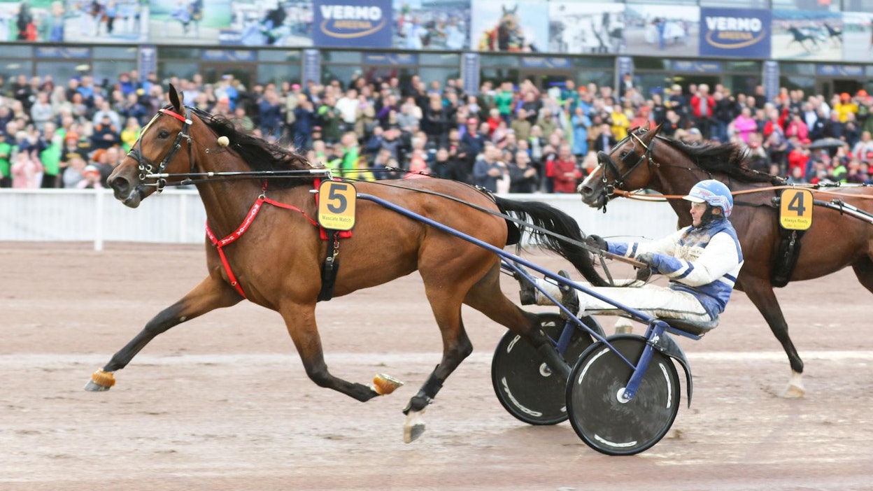 Derbyn voittaminen oli näin helppoa Mascate Matchille - Ruotsin Breeders Crown -välierän vielä helpompaa pyhänä SE-ajalla.