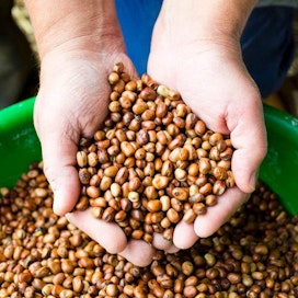 Härkäpavun viljely vähentää soijan ja lannoitteiden tuontitarvetta.