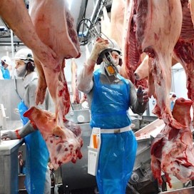 Lihanleikkaajat työssään Snellmanin lihanleikkaamolla Pietarsaaressa.