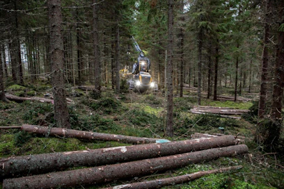 Vääränlaista katkontaa on Stora Enson mukaan löytynyt kuudessa puukaupassa. Mukana on ollut sekä kuusi- että mäntytukkia. Kuvituskuva.