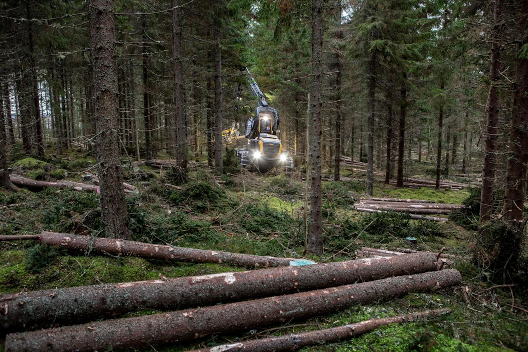Vääränlaista katkontaa on Stora Enson mukaan löytynyt kuudessa puukaupassa. Mukana on ollut sekä kuusi- että mäntytukkia. Kuvituskuva.