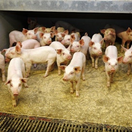 Porsastuotanto on kehittynyt Suomessa erittäin hyvin, eikä kaikelle sianlihalle riitä kysyntää kotimaassa.