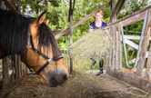 Laadukas heinä on hevosen ruokinnan perusta. Horse Balance on kehittänyt rehun, joka riittää sen parina hevosen tarpeisiin.