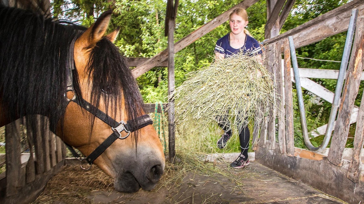 Laadukas heinä on hevosen ruokinnan perusta. Horse Balance on kehittänyt rehun, joka riittää sen parina hevosen tarpeisiin.