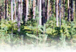Väljennyshakkuussa valtapuut jatkavat parasta arvokasvuaan. Samalla uudistuskypsän metsän kiertoaika jatkuu ja metsä pysyy peitteisenä.