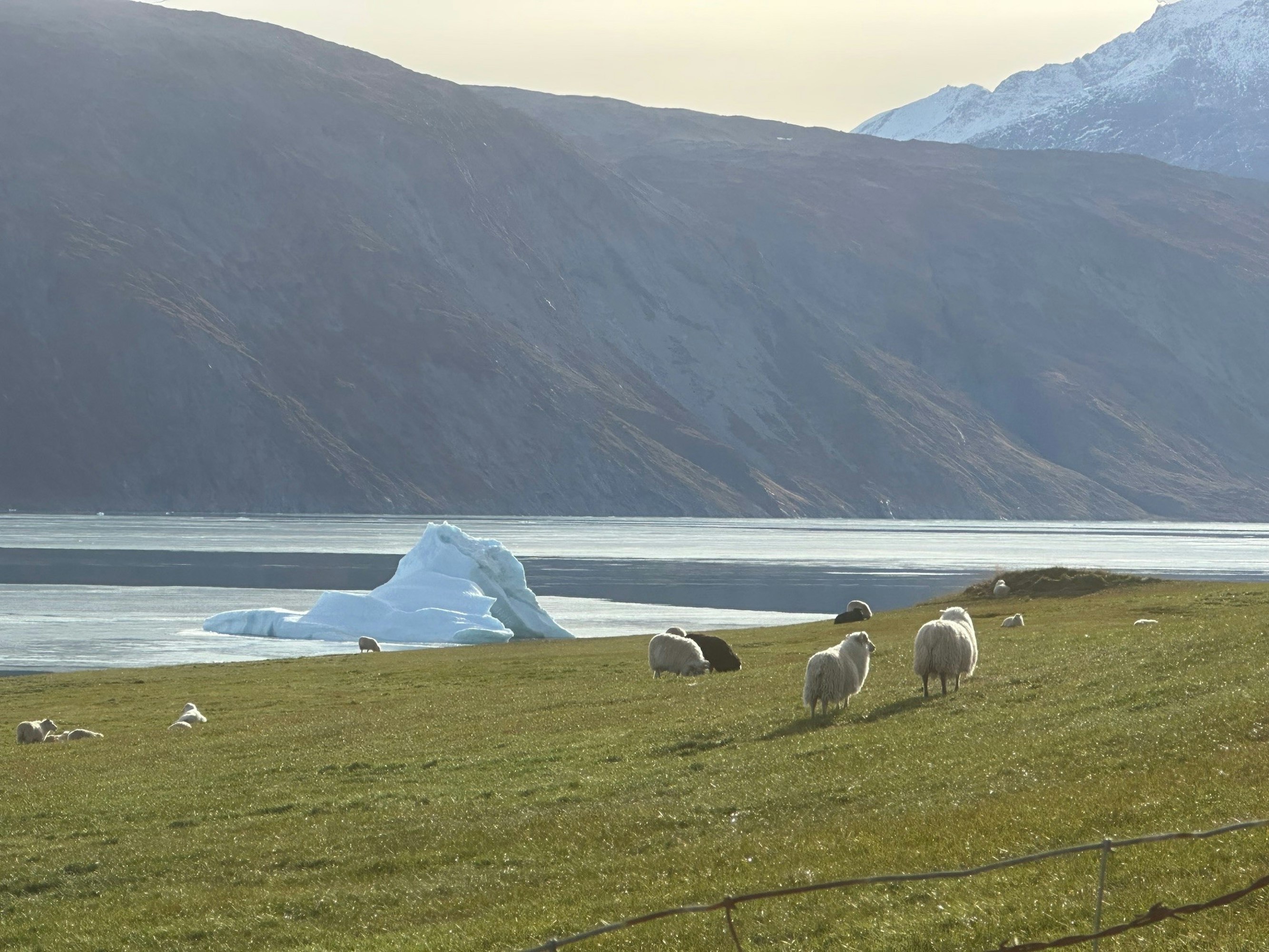 Ilmastonmuutos alkoi näkyä Etelä-Grönlannissa toden teolla vuonna 2006. Kuivuus pudotti satoja jopa 50–80 prosenttia, kertoo Ellen K. Frederiksen.