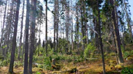 Kirjanpainajat ovat vahingoittaneet puita Puolustuskiinteistöjen alueella Roninmäessä.