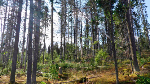 Kirjanpainajat ovat vahingoittaneet puita Puolustuskiinteistöjen alueella Roninmäessä.