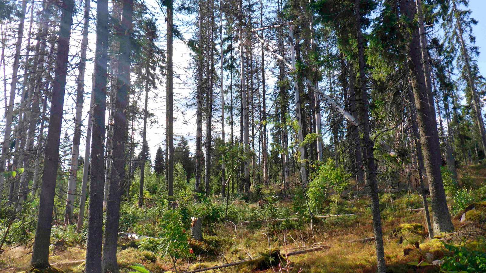 Maaseudun Tulevaisuus