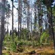 Kirjanpainajat ovat vahingoittaneet puita Puolustuskiinteistöjen alueella Roninmäessä.