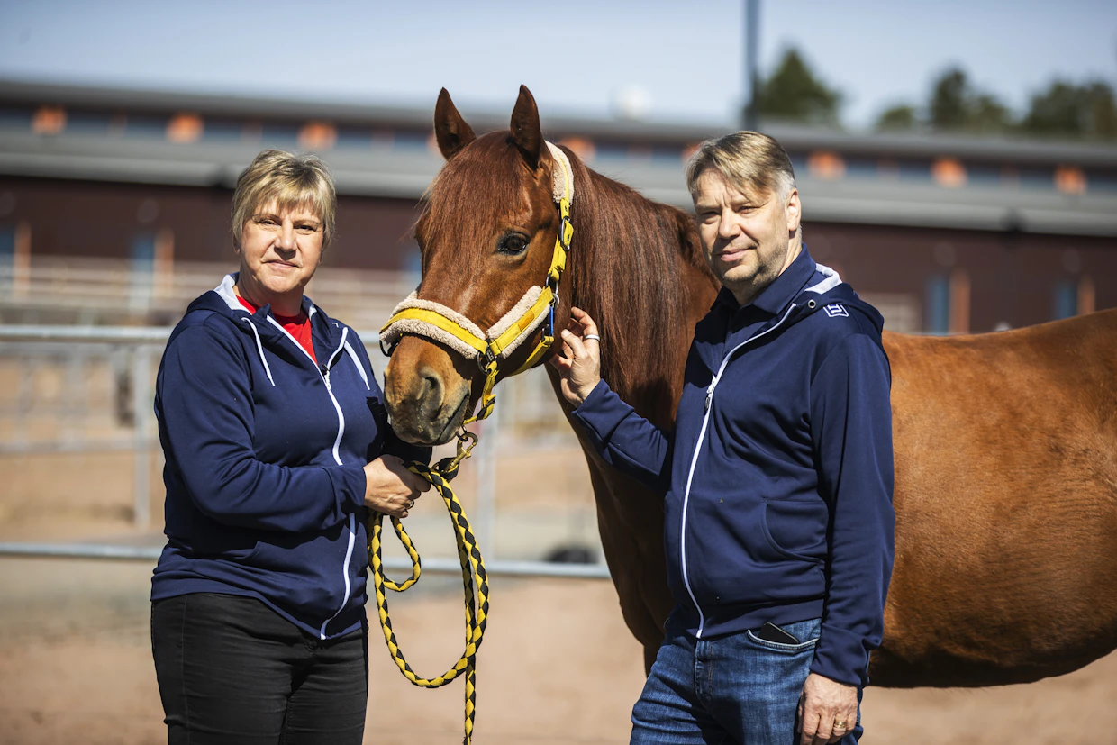 Kirsi-Marja ja Jarmo Nieminen rakennuttamalla Kärppälän ratsutilalla asuu 30 hevosta. Kuvassa Kirsi-Marjan quarter-hevonen Nuutti eli Dears High Noon.