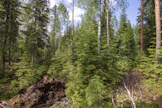 Suot, joita ovat myös ojitetuilla turvemailla kasvavat metsät, peittävät lähes kolmanneksen Suomen pinta-alasta. 
