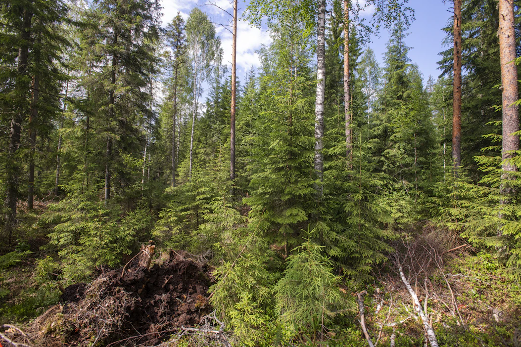 Suot, joita ovat myös ojitetuilla turvemailla kasvavat metsät, peittävät lähes kolmanneksen Suomen pinta-alasta.
