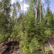 Suot, joita ovat myös ojitetuilla turvemailla kasvavat metsät, peittävät lähes kolmanneksen Suomen pinta-alasta.