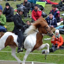 Islanninhevosia on systemaattisesti jalostettu 73 vuoden ajan ratsuiksi. Tänä aikana niiden keskimääräinen säkäkorkeus on kasvanut jopa kymmenen senttiä, mutta sillä ei ole merkitystä hevosen taakankantokykyyn. Kuvituskuva.