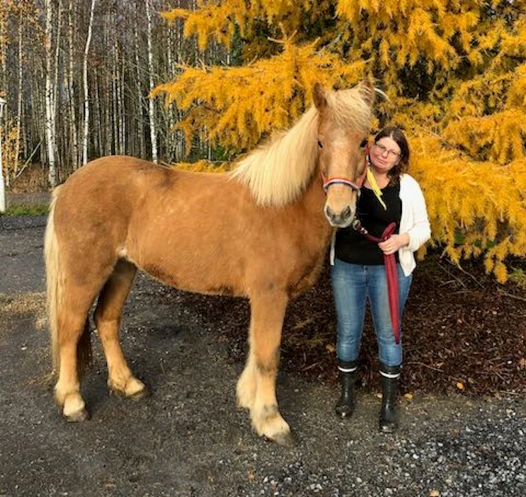 Hanna Hirvonen ja Sigla-tamma, joka saapui Islannista Ruotsin kautta syksyllä 2019. Uusinta nelijalkaista työntekijää odotellaan Kangasalle parin viikon sisällä.