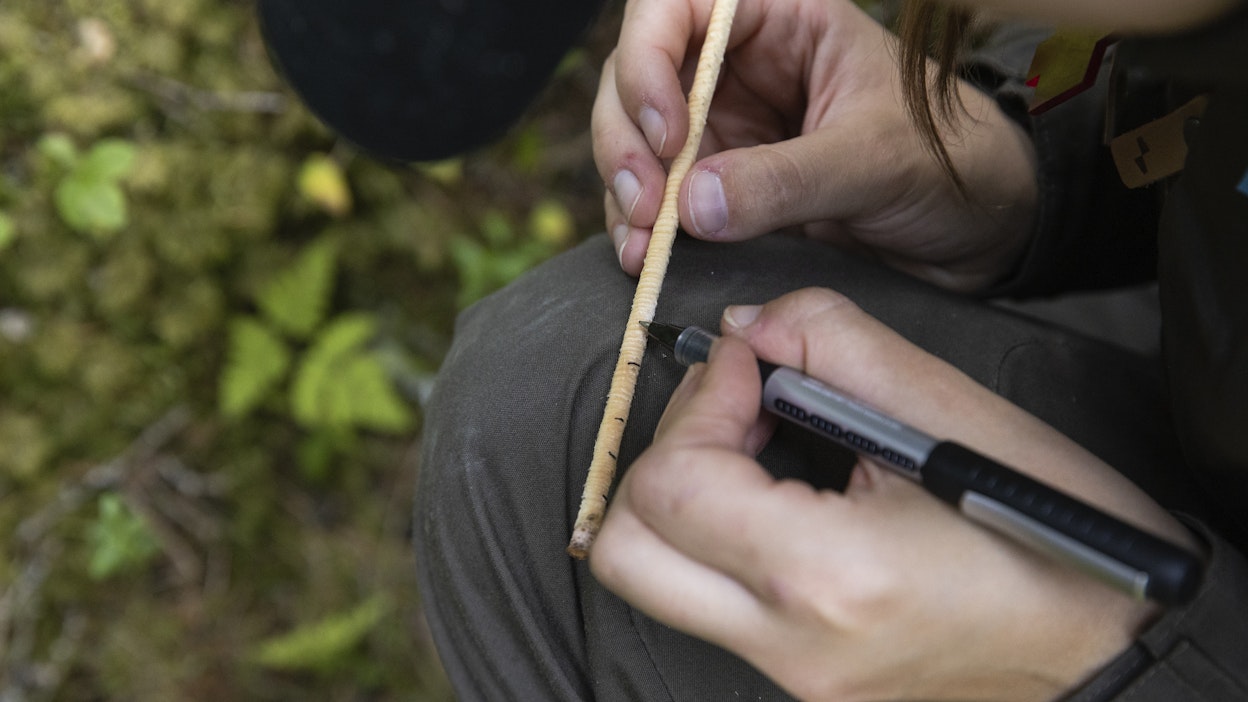 Koepalasta pystyy päättelemään puun iän vuosirenkaiden avulla.