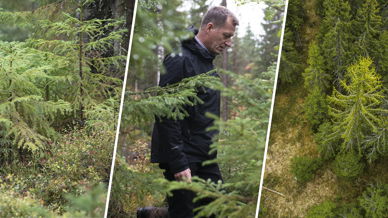 Jatkuvassa kasvatuksessa metsä säilyy koko ajan peitteisenä, ja siellä on aina eri ikäisiä puita. Metsäkeskuksen johtava metsäasiantuntija Markku Remes uskoo, että menetelmä tulee kasvattamaan suosiota etenkin suometsissä.