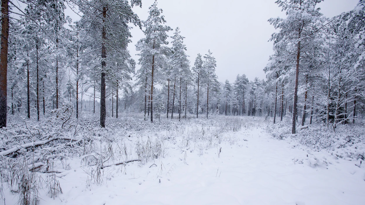Ojitettujen suometsien turpeen kiihtynyt hajoaminen on yksi syy siihen, miksi metsien hiilinielut pienenevät.
