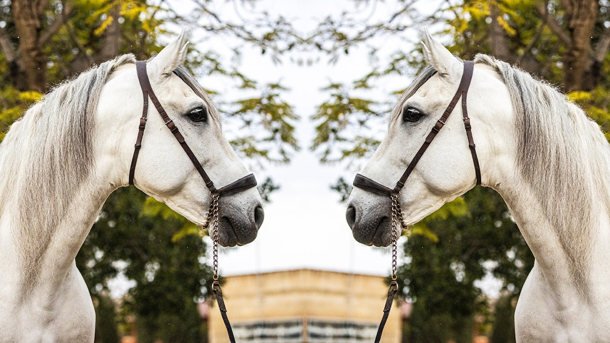 Tutkijat ovat päätelleet, että hevosen kyky oman kuvajaisensa tunnistamiseen on todennäköisesti syntynyt luonnonvalinnan tuloksena.