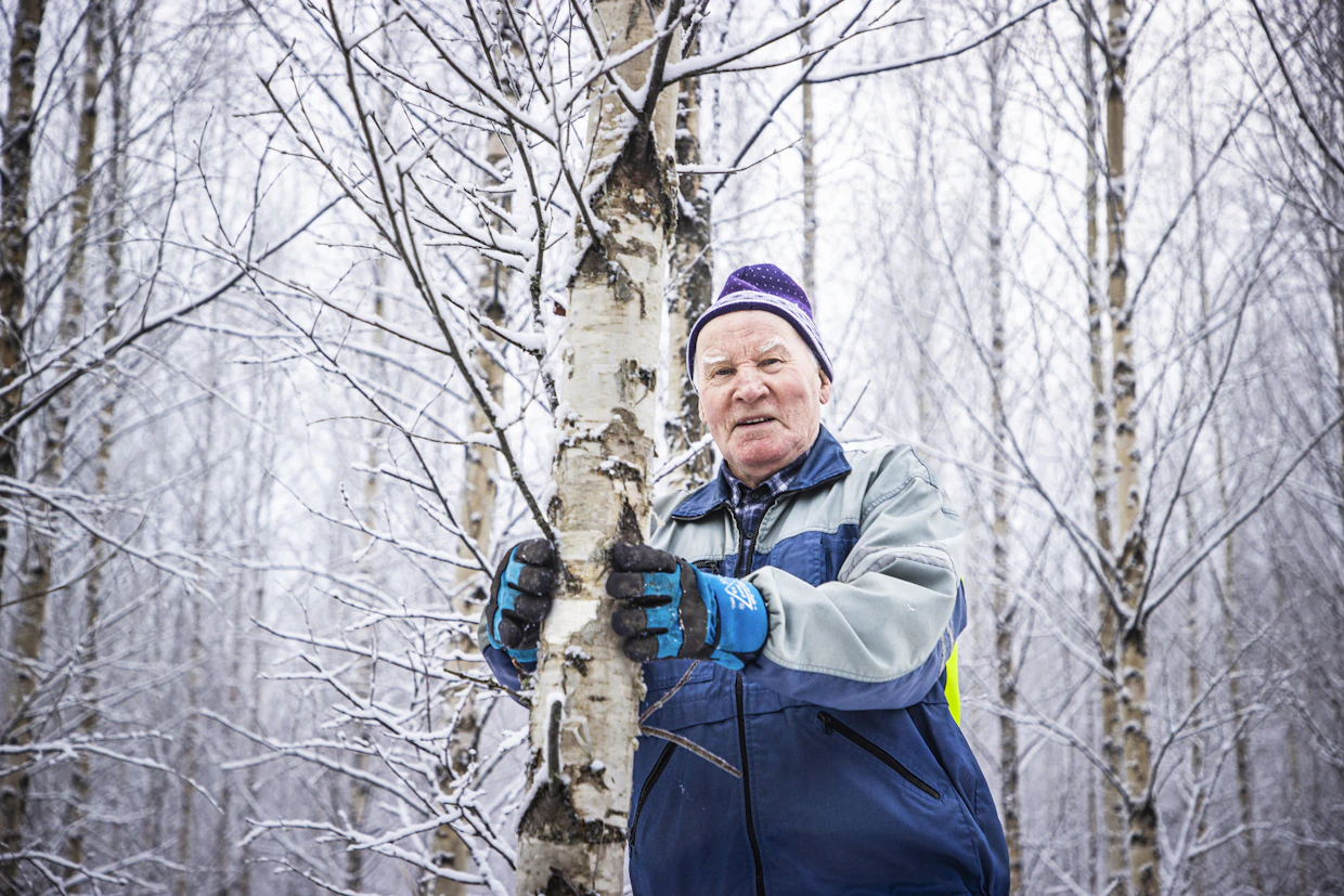 Hieman yli kymmenvuotiaiden koivujen rungot ovat kasvaneet suoraan ilman sen kummempia temppuja.
