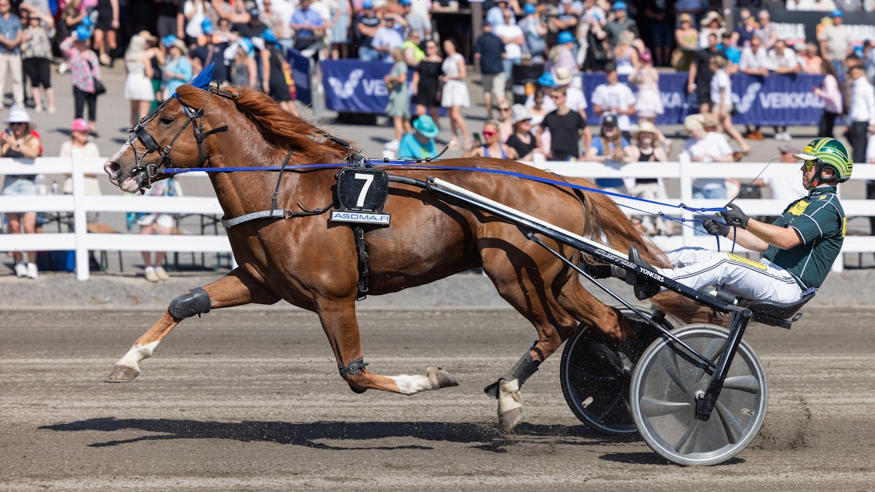 Kukkarosuon Kurko on lauantain Toto75-pelin eniten rastittu hevonen.