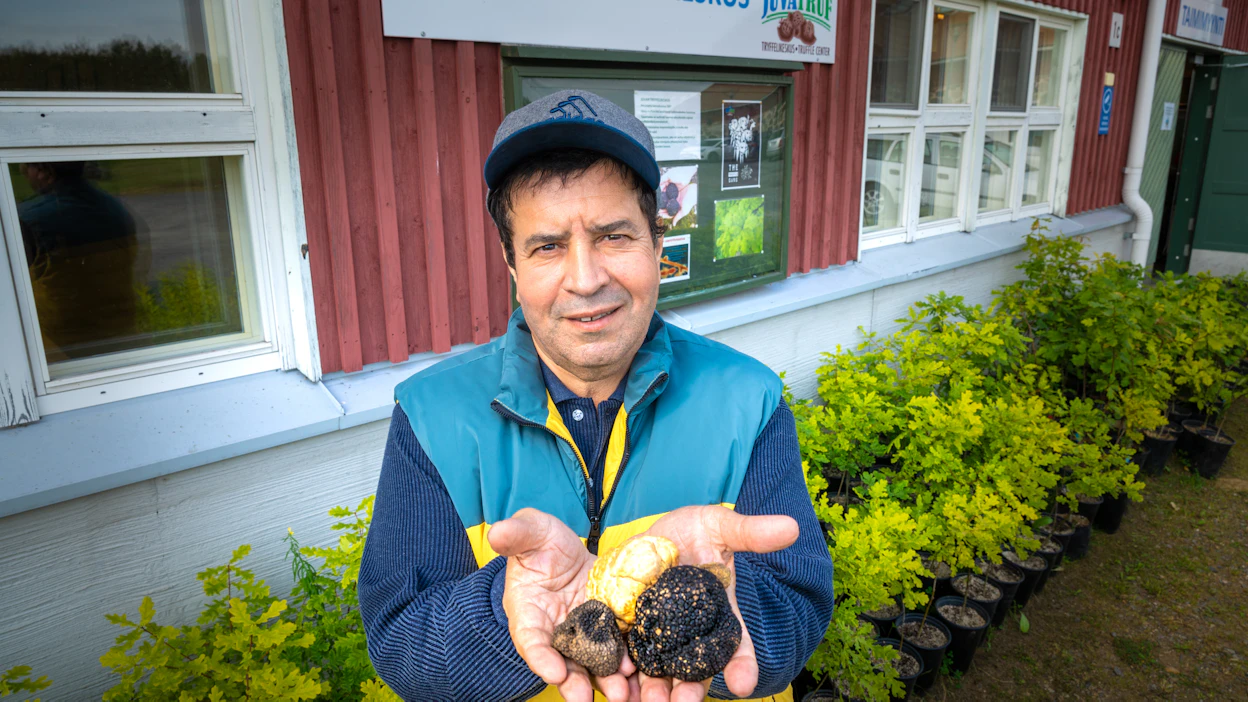 Kun Salem Shamekh näytti suomalaisille ensimmäistä kertaa tryffeliä, moni luuli sitä koirankakaksi. ”Ei luule enää!” Tryffeli tiedetään jo sieneksi.