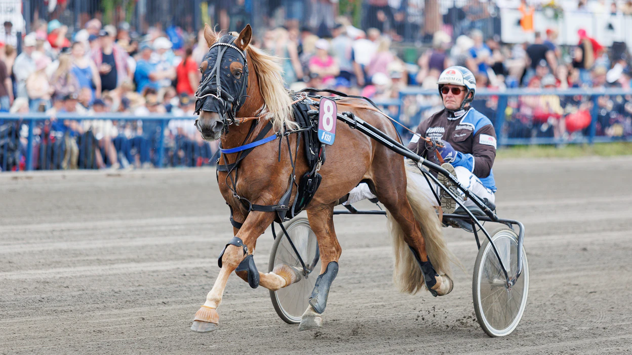 Kalistaja Kalle on Toto5-avauksen suosikki. Kuvassa hevosta ohjastaa sen valmentaja Juha Nurminen.