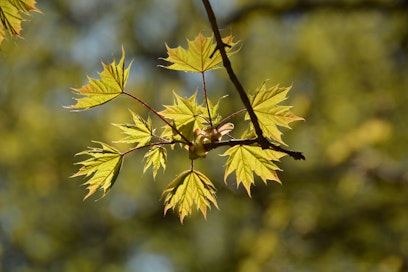 Luontokadon edetessä on selvää, ettei sitä pysäytetä valtion varoin, vaan yksityisten toimijoiden on ryhdyttävä kompensoimaan aiheuttamiaan ympäristöhaittoja. 