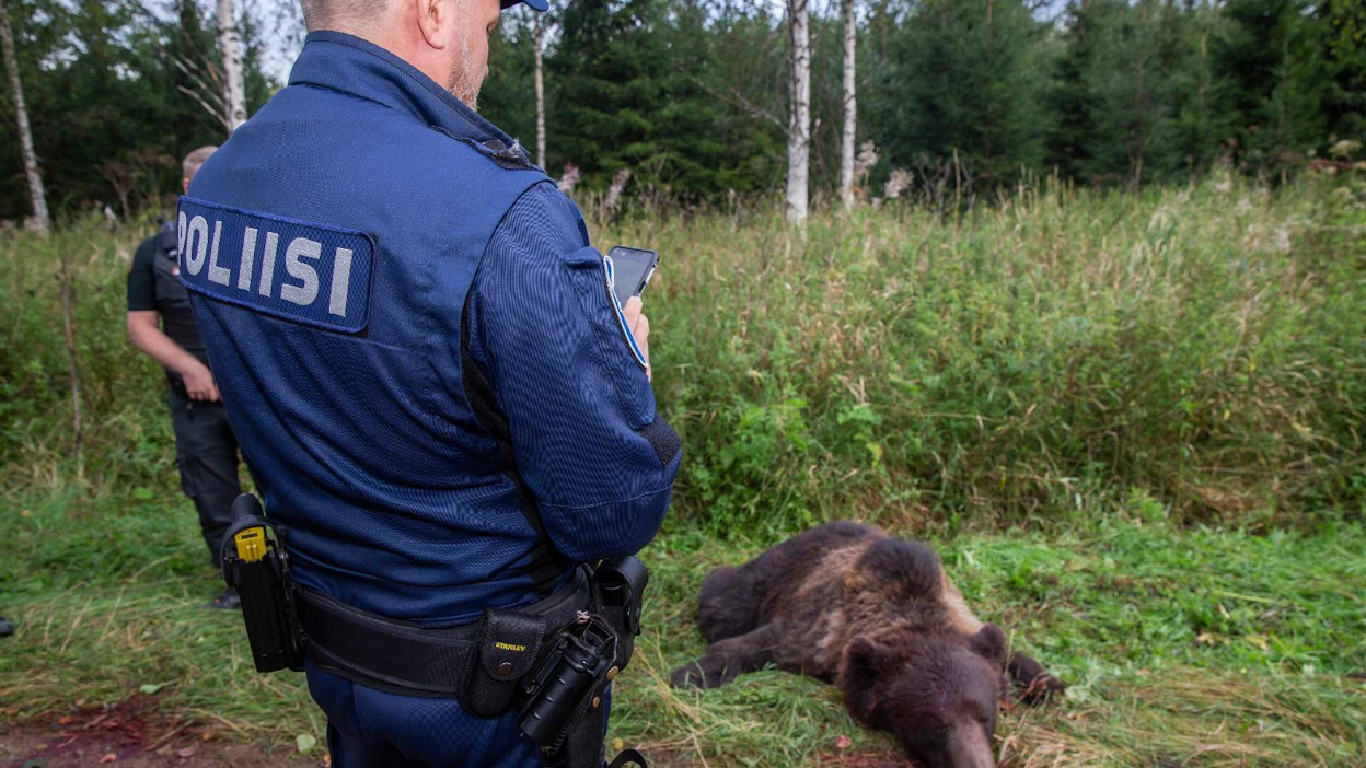 Kuvan poliisi ei liity tapaukseen ja kuvassa on kannanhoidollisen karhunmetsästyksen yhteydessä saaliiksi saatu uroskarhu.