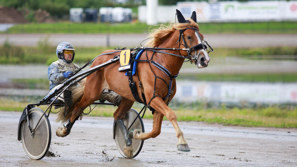 Sipisee ylsi Keskisuomalainen Derbyssä hienosti toiseksi Jani Ruotsalaisen ohjastamana. Alati kehittyvän oriin omistaja ja valmentaja on Olli-Pekka Hämäläinen. Tänään Sipisee starttaa Lahden viisivuotismatsissa.