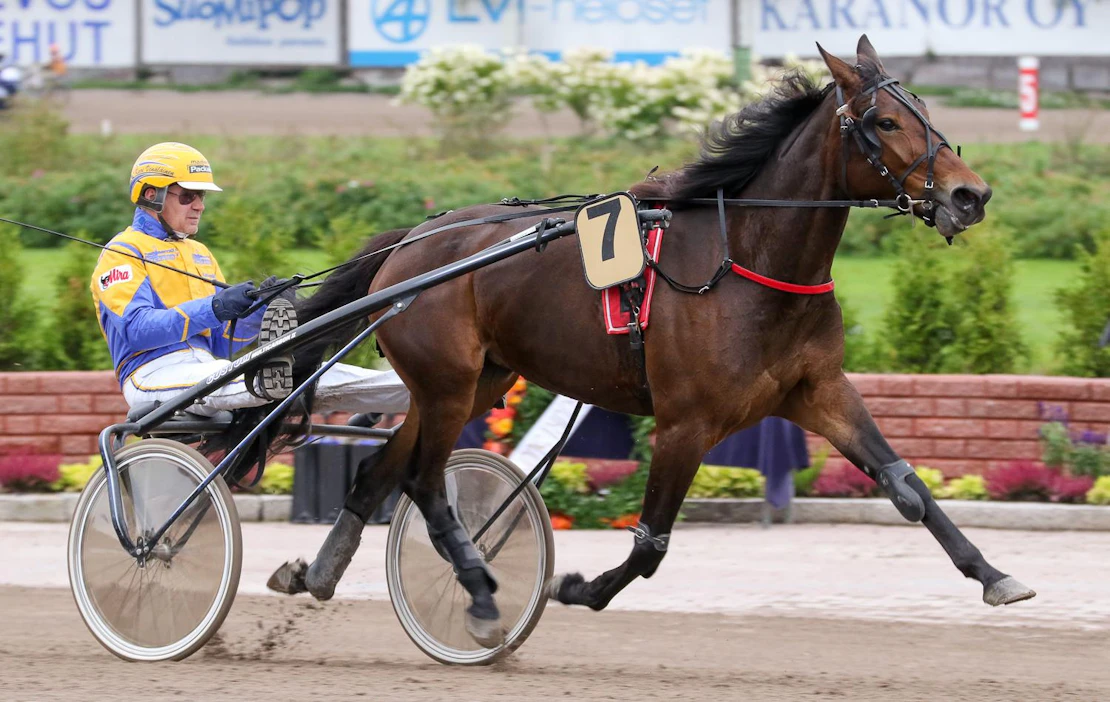Nelivuotias tamma Mentha on tienannut urallaan 33 815 euroa. Kari Venäläinen on ajanut tamman uran kaikki startit.