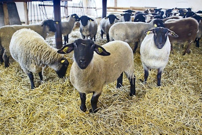 Suffolk lammas   Juha ja Hannele Moisanderin