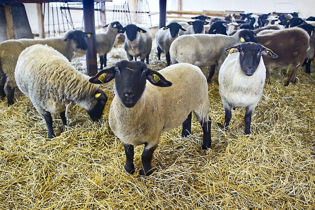 Suffolk lammas Juha ja Hannele Moisanderin