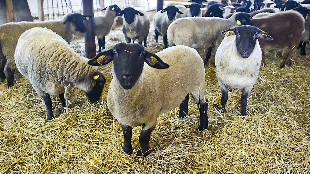 Suffolk lammas Juha ja Hannele Moisanderin