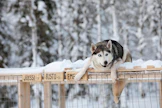 Joillekin huskyille käpälämäki on tuttu kohde. Kuvituskuva, kuvan koira ei liity tapaukseen.