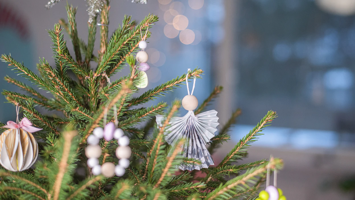 Viljellyn joulukuusen runko on paksumpi kuin metsäkuusen, ja siten siinä on myös luonnonkuusta enemmän neulasia.