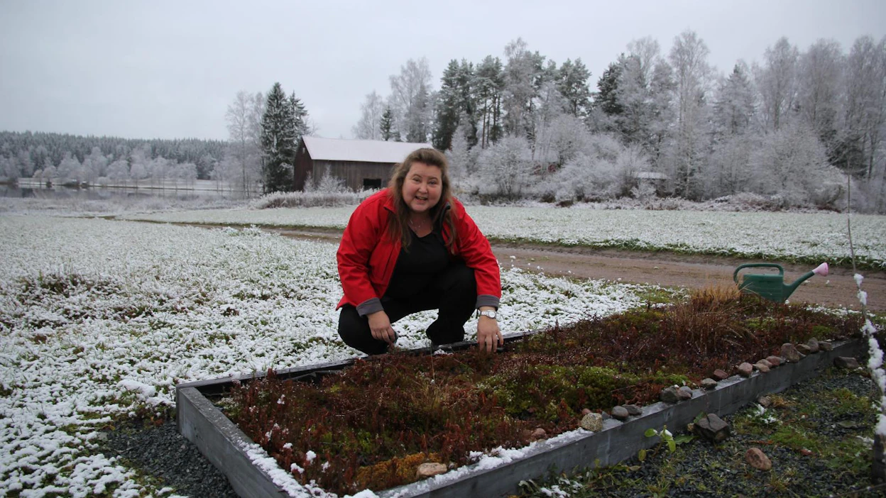 Paula Lummisen suolla on kahta eri karpalolajiketta ja yhtä lajia itsepölytteistä lakkaa. Hoitoa suo ei juuri vaadi.