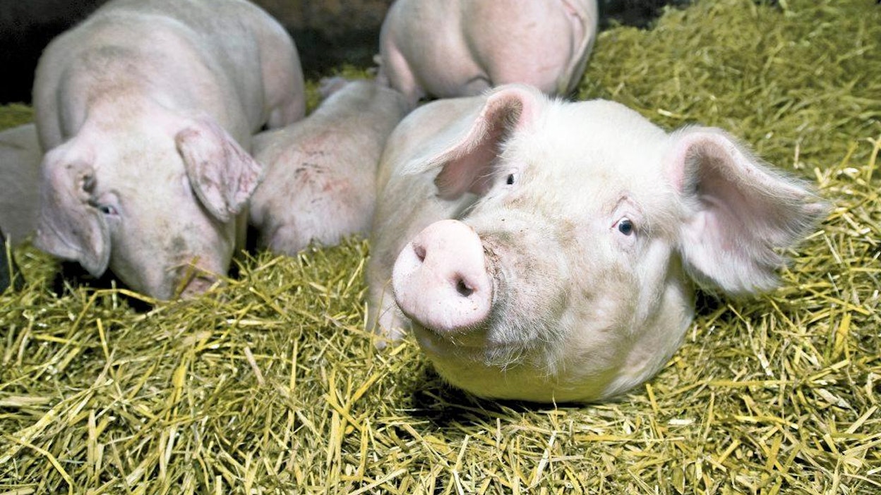 Perkkiön jalostussikala palkittiin Faban kilpailussa. Emakkoja kuivikepohjapihatossa.
sikala