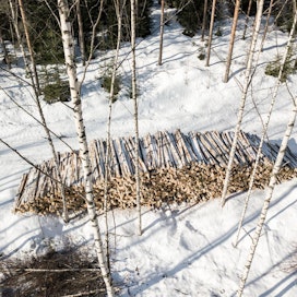 Stora Enso haluaa korvata venäläisen puun kotimaisella harvennuspuulla. Kuvassa tällä viikolla korjattu leimikko Hyvikäällä.