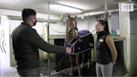 Hanna-Maria Korpi on työskennellyt Saksassa holsteinerilaisten ratsuttajana seitsemisen vuotta ja myös yhden talven Yhdysvalloissa.