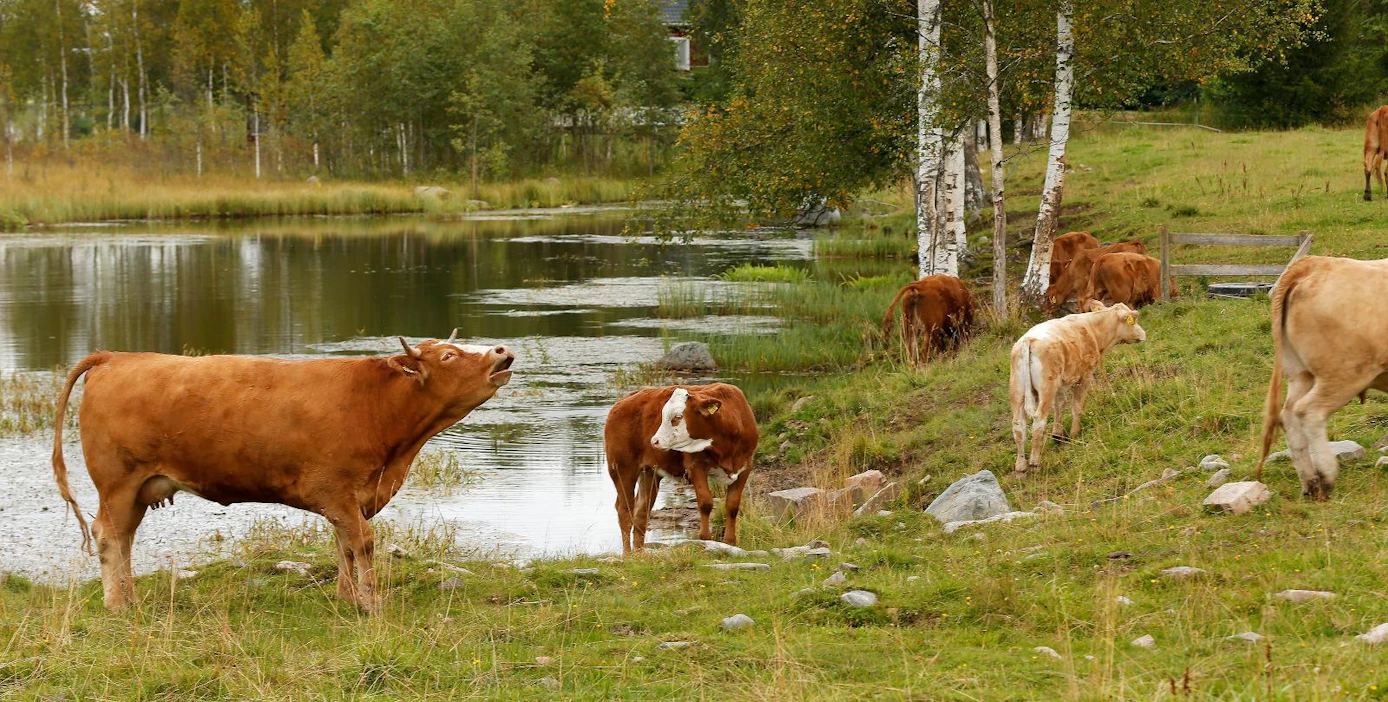 Rantalaiduntaminen estää rantojen pusikoitumista ja parantaa eläinten hyvinvointia.