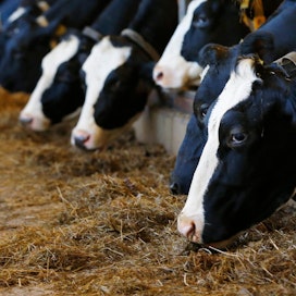 Maitorasvan muodostumisen heikentäminen ruokinnan avulla voi vähentää energian kulkeutumista maitoon. Se voi parantaa lehmän energiatasetta maidontuotannon alkuvaiheessa, ja vähentää lypsylehmien negatiivisesta energiataseesta johtuvia terveysongelmia.