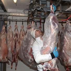 Vainion teurastamo vie karitsanruhoja Ruotsiin rekkakuormallisen kerrallaan, kertoo toimitusjohtaja Miikka Depner.