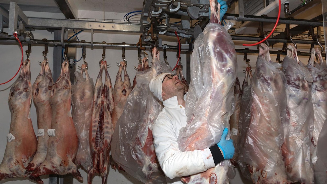 Vainion teurastamo vie karitsanruhoja Ruotsiin rekkakuormallisen kerrallaan, kertoo toimitusjohtaja Miikka Depner.