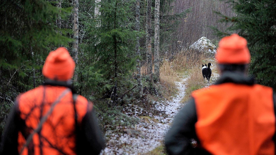 Noin 100 000 suomalaista osallistuu hirvenmetsästykseen.