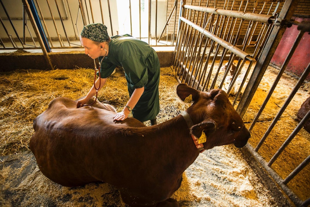 Antibiootteja käytetään Suomessa vain eläinlääkärin määräyksellä.