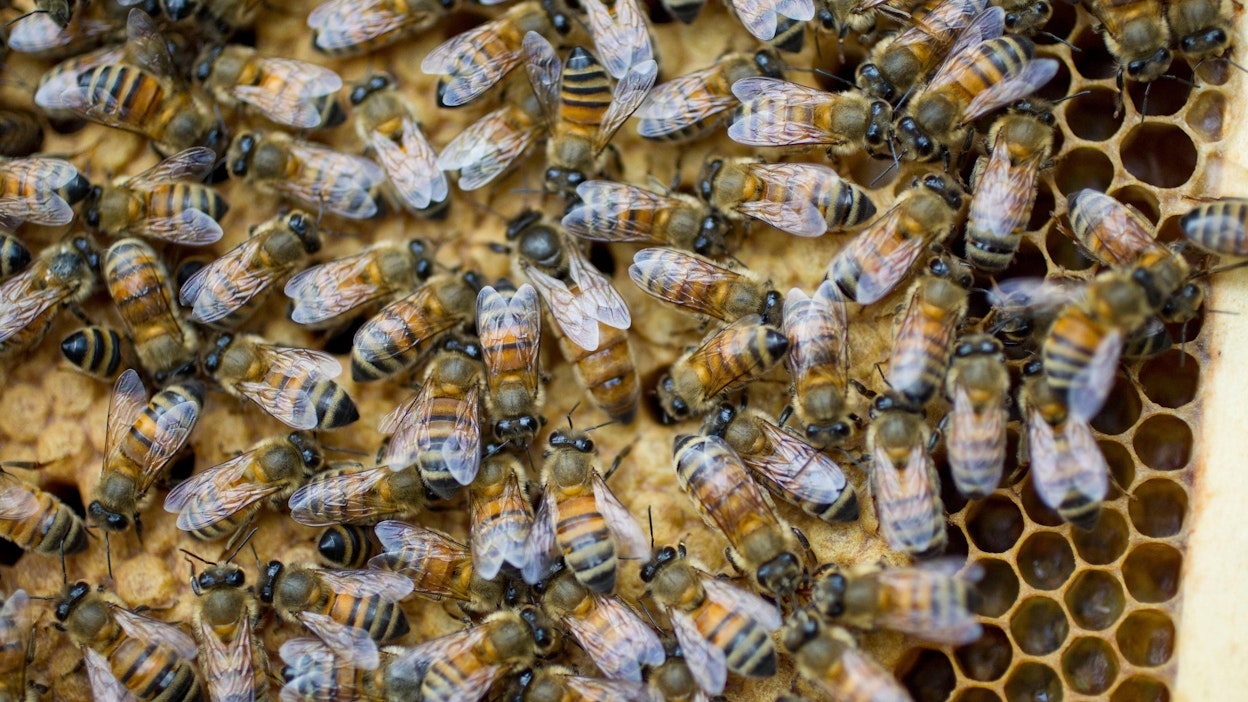 Mehiläispesien talvitappiot olivat puolet normaalista.