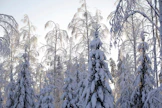Puut voivat talvella kantaa tuhansien kilojen lumitaakan.