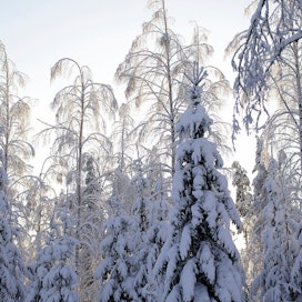 Puut voivat talvella kantaa tuhansien kilojen lumitaakan.